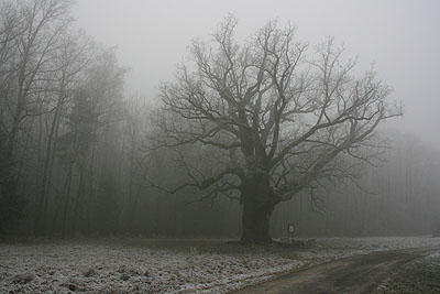 Óév búcsúztató 2006 - Ausztriában, ködben