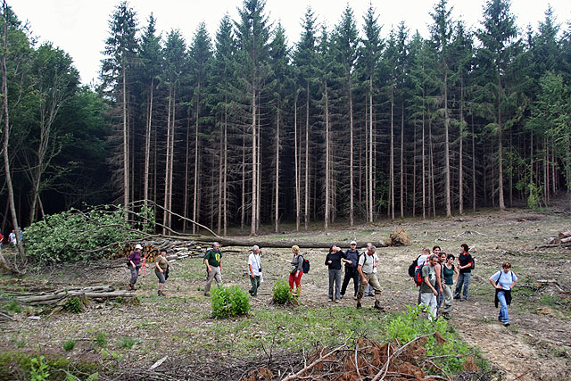Őrség - Goričko túra 2010 - Erdőművelés...