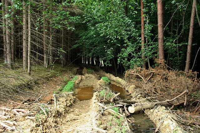 Őrség - Goričko túra 2010 - Erdőművelés után (Őrségi Nemzeti Park)