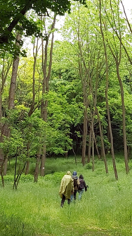 Somogyi barangolás